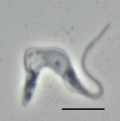 Trypanosoma Brucie, poddruh  Brucei, v podobě, v jaké se vyskytuje v krevním řečišti. Černá úsečka je 10 mikrometrů dlouhá.