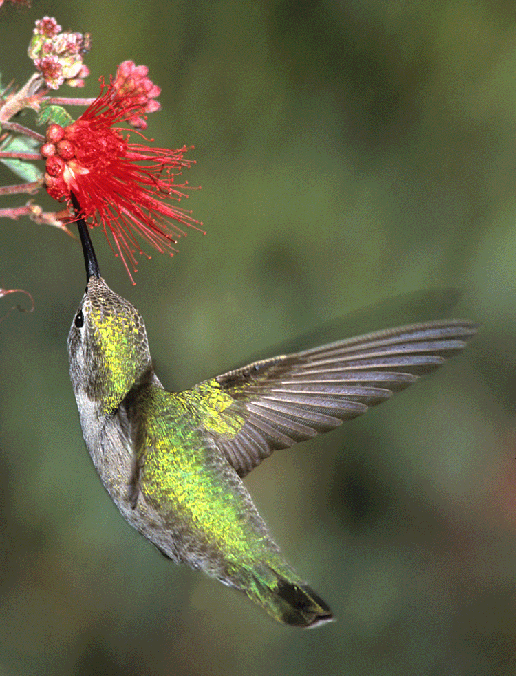 Kolibřík sající nektar