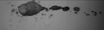Reakci levitujícího sodíku s kapkou vody můžeme sledovat na tomto videu.
