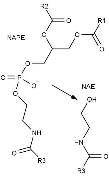 Přeměna N-acyl-fosfatidylethanolaminu NAPE na N-acyl-ethanolamin NAE.