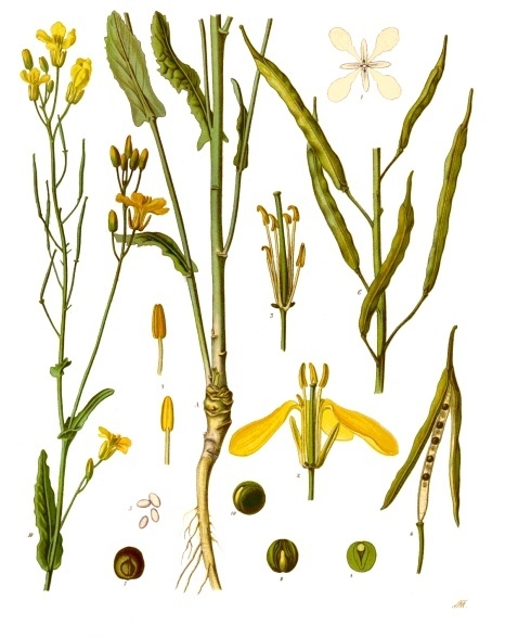 Brukev řepka (Brassica napus), zvaná řepka olejka, obr. Franz Eugen Köhler, Köhler's Medizinal-Pflanzen via Wikimedia Commons. 