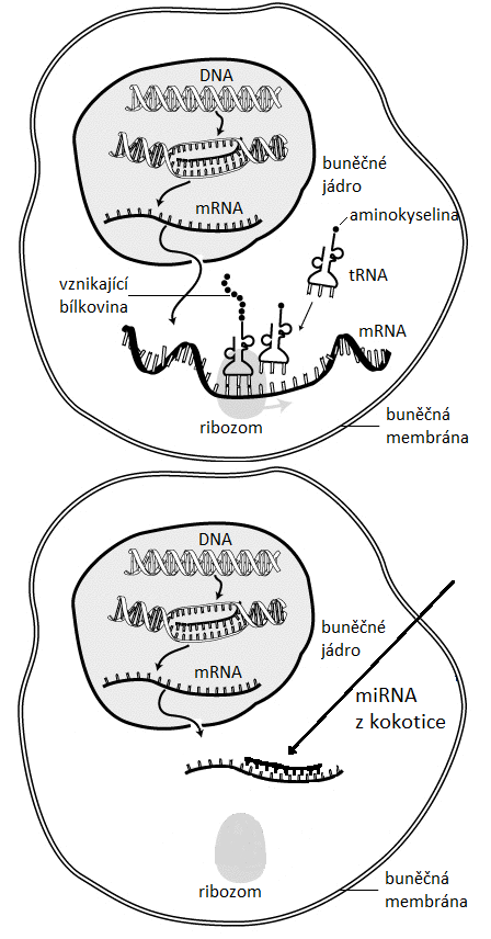Schematické znázornění biosyntézy bílkovin v buňce, nahoře normální, dole narušená pomocí mikroRNA z kokotice (Sverdrup at English Wikipedia, Public domain, GFDL (http://www.gnu.org/copyleft/fdl.html) or CC-BY-SA-3.0 (http://creativecommons.org/licenses/by-sa/3.0/)], via Wikimedia Commons).