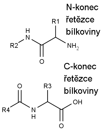struktura N-konce a C-konce bílkovinných molekul