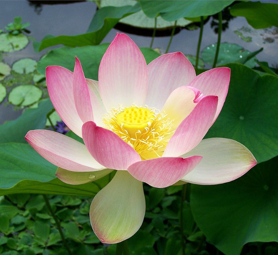 Květ lotosu ořechonosného, fotoT.Voekler / CC BY-SA (https://creativecommons.org/licenses/by-sa/3.0).