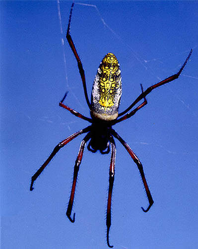 Velký madagaskarský pavouk Nephila madagascariensis (foto Pavel Hošek).