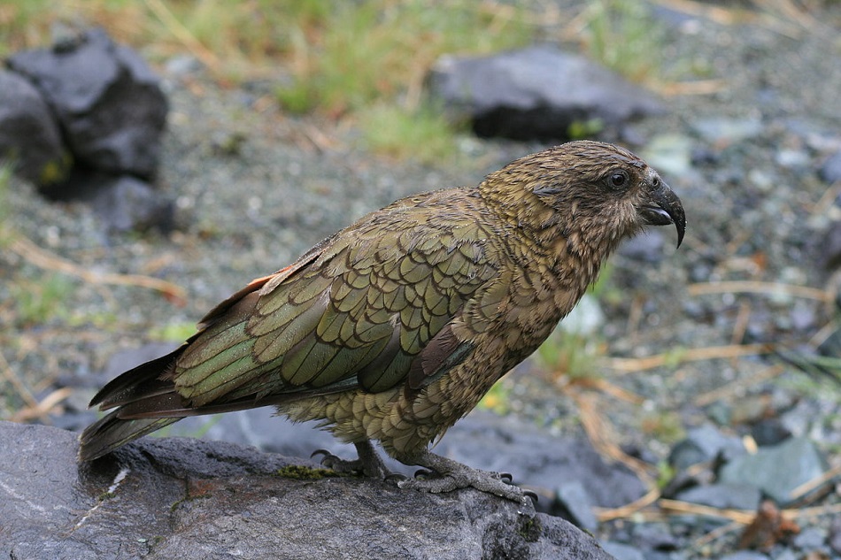 Dospělý nestor kea z novozélandského Fiordlandu (Mark Whatmough (Milford Sound, Key Summit, The Divide, Queenstown) [CC BY 2.0 (http://creativecommons.org/licenses/by/2.0)], via Wikimedia Commons).