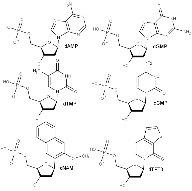 Struktura přírodních i nově připravených (dole) nukleotidů.
