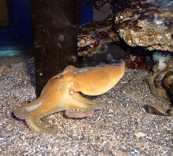 Chobotnice Octopus bimaculoides, foto Jeremy Selan 2006, Santa Monica.