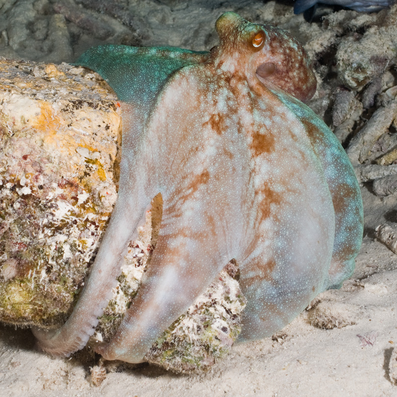 Dospělá chobotnice karibská  (foto Alessandro Dona, CC BY 3.0, https://en.wikipedia.org/w/index.php?curid=22170457, via Wikimedia Commons).