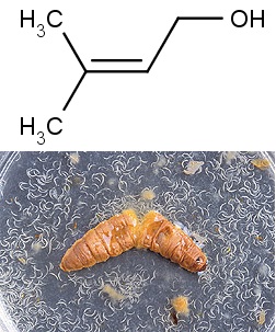 Nahoře struktura alkoholu prenolu (3-methyl-2-buten-1-ol), dole hlístice opouštějící zbytek těla larvy motýla zavíječe voskového (foto US Department of Agriculture, public domain, via Wikimedia Commons).