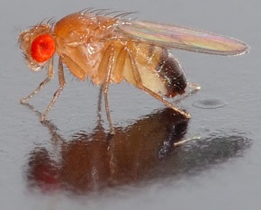 Sameček octomilky Drosophila melanogaster. Skutečná velikosti 2,5 mm. Foto André Karwath aka Aka 2005, licence  Creative Commons Attribution-Share 2.5