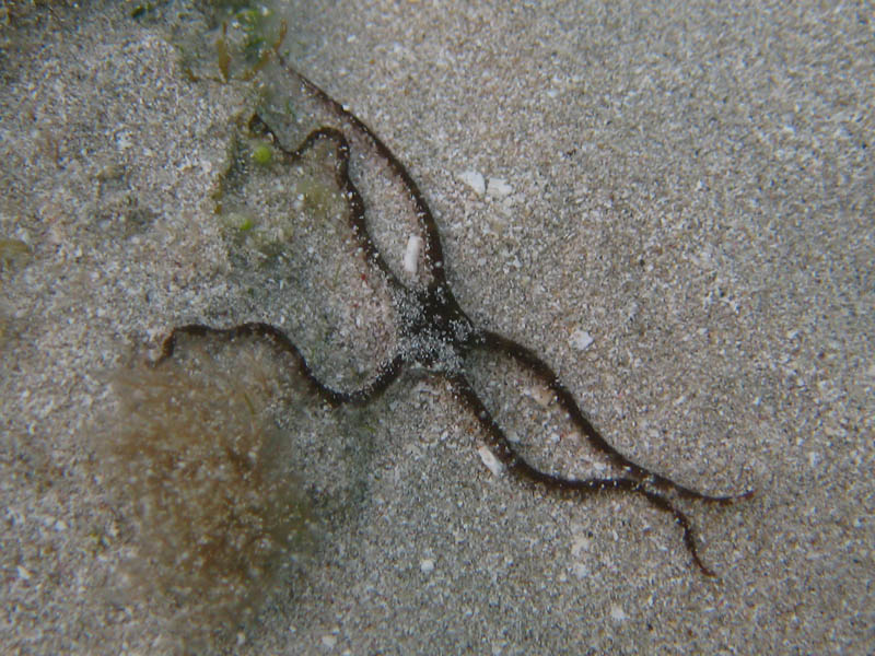 Hadice Ophiocoma echinata  na mořském dně v lokalitě Bahía de la Chiva na Portoriku (Jaro Nemcok, http://nemcok.sk/?pic=17559, CC BY-SA 3.0, https://creativecommons.org/licenses/by-sa/3.0, via Wikimedia Commons).
