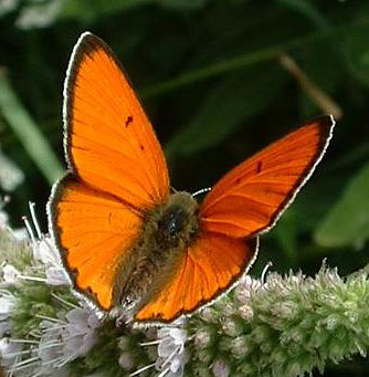 Sameček jednoho z ohrožených pískomilných druhů, 28 - 42 mm velkého motýlka ohniváčka přímočárného (Lycaena dispar) z čeledi modráskovitých (Lycaenidae) (foto Jeffdelonge, via Wikimedia Commons, GNU Free Documentation License 1.2).