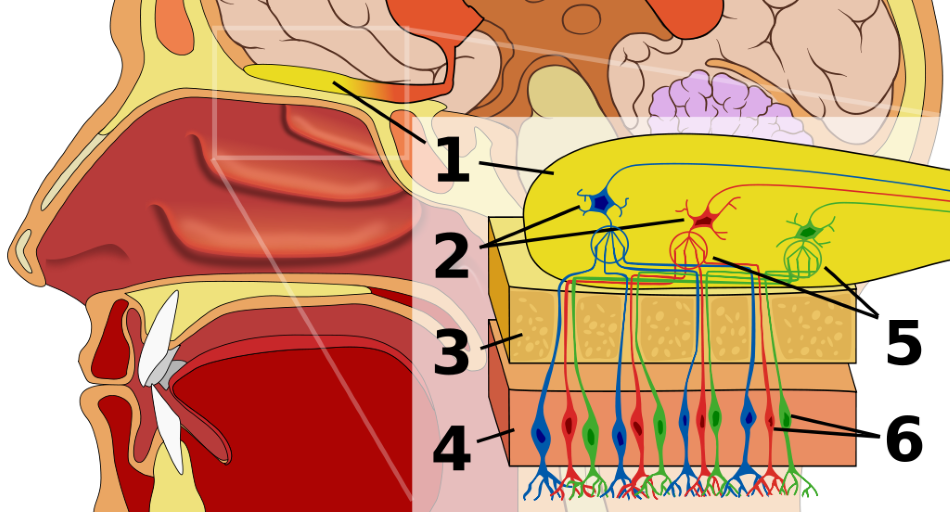 Náš čichový systém, : 1 - čichový bulbus (olfactory bulb), část mozku, která shromažďuje informace z čichových orgánů, 2 - mitrální buňky (mitral cells), 3 - kost (bone), 4: čichový epitel (olfactoric mucosa), 5: - axonové glomeruly (glomerulus), ve kterých se sdružují axony čichových neuronů se stejným typem receptorů, 6 - čichové neurony s olfaktorickými receptory (olfactory receptor cells), obr. Chabacano/CC BY-SA (https://creativecommons.org/licenses/by-sa/2.5).