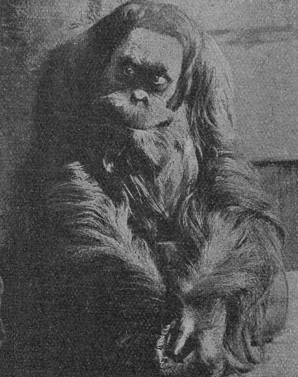Orangutan sumaterský z Drážďanské zoo jménem Petr, Brehmův život zvířat, díl.IV: Ssavci, svazek IV, str.585, Nakladatelstí J.Otto, Praha, 1928.