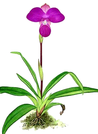  Phragmipedium kovachii, nevonící, asi 15 cm vysoká orchidea