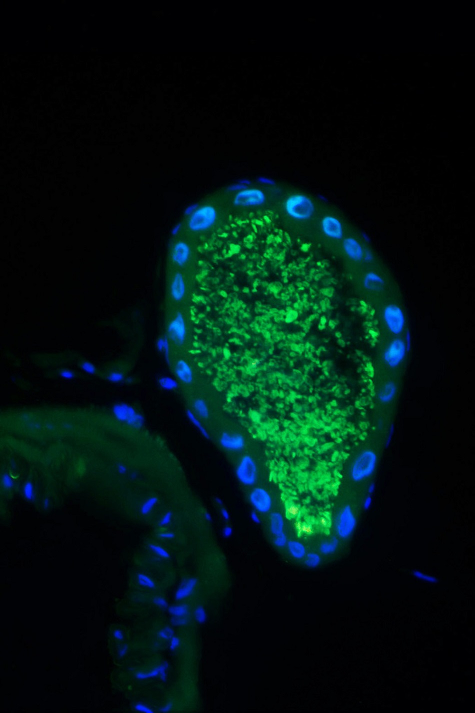 Mikroskopický snímek speciálního orgánu C.rubiginosa pro uchovávání bakterií, na snímku po obarvení svítí zeleně (foto Benjamin Weiss, Mainz University a Hassan Salem, Emory University).