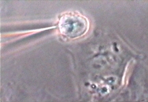 Sonda vstupuje do živoucí buňky (foto ORNL)