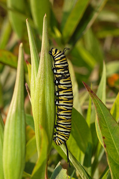 Larva (housenka) motýla monarcha stěhovavý (Danaus plexippus), foto Derek Ramsey/derekramsey.com, via Wikimedia Commons.