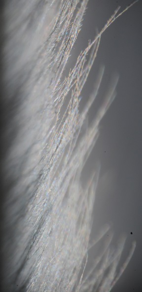 Mikrofotografie peří puštíka vousatého (Strix nebulosa), foto J. Jaworski.