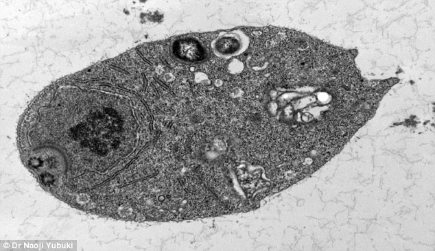 Mikroskopický snímek prvoka oxymonáda, rod Monocercomonoides,foto Naoji Yubuki.