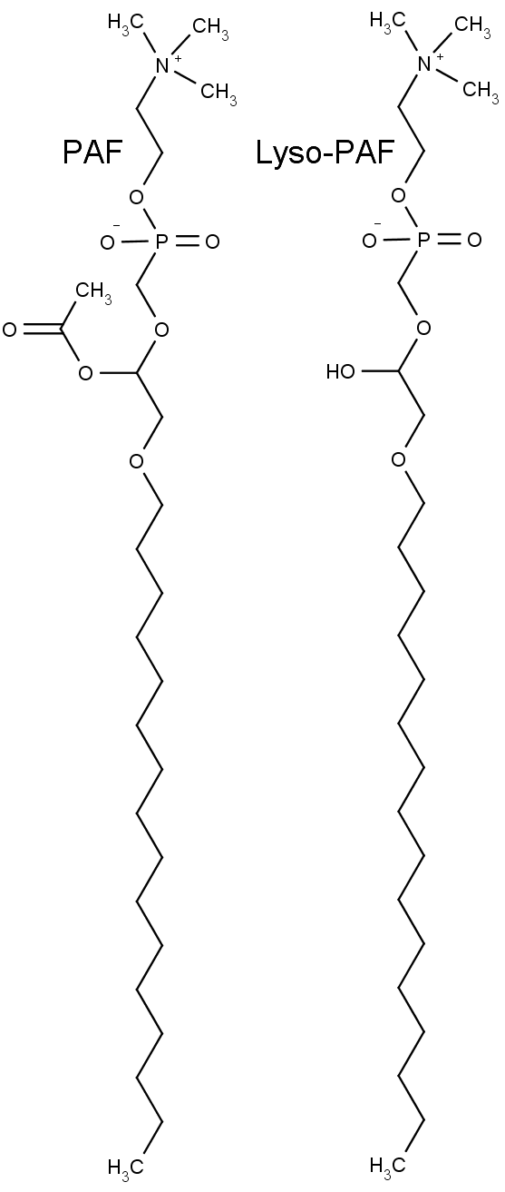 Struktura molekul zvaných PAF (vlevo) a Lyso-PAF (vpravo).