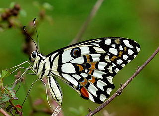 Otakárek citrusový Papilio demoleus vyfotografovaný 24.4.2010 poblíž vesnice Kudayathoor v indickém státě Kerala , foto  Jeevan Jose (Jkadavoor),  licence Creative Commons Attribution-Share Alike 3.0 Unported.