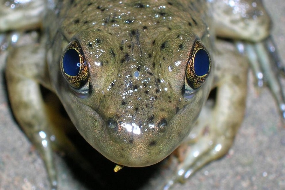 Malá lesklá skvrna mezi očima skokana je parietální oko současného tvora, foto  TheAlphaWolf, CC BY-SA 3.0, https://creativecommons.org/licenses/by-sa/3.0, via  Wikimedia Commons.