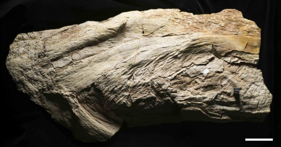 Fotografie zkameněliny Platylithophycus creatacenous, foto Mike Eklund. Bílá úsečka je 5 cm dlouhá.