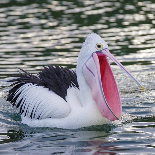 Pohled do vaku pelikána australského (Pelecanus conspicillatus, angl. Australian pelican) na jezeře Entrance v australském státě  Victoria, 2018, foto   Paul Sunman, CC BY-SA 4.0, https://creativecommons.org/licenses/by-sa/4.0, via  Wikimedia Commons.