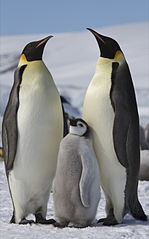 pár tučňáků císařských s mládětem (foto Ian Duffy 8.4.2010, Wikimedia Commons, licence Creative Commons)