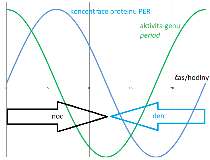 Řízení cirkadiánního cyklu pomocí změn aktivity genu period a bílkovin PER během 24 hodin.
