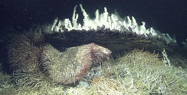 Jeden z hydrotermálních průduchů Pescaderské pánve (foto MBARI), u kterého žije největší a nejhustší známá kolonie mnohoštětinatců Oasisia alvinae. Světlé útvary tvoří vysrážené uhličitany.
