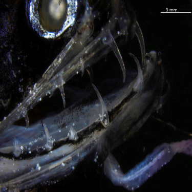 Detail zubů pestrosvítivce jiskřícího (Aristostomias scintillans), A.Velasco-Hogan et al., On the Nature of the Transparent Teeth of the Deep-Sea Dragonfish, Aristostomias scintillans, Matter, 2019, doi: 10.1016/j.matt.2019.05.010.