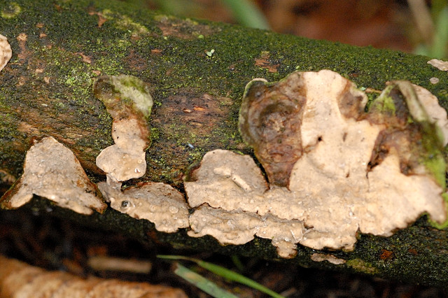 Dřevokazná houba Phanerochaete velutina při práci. Foto James Lindsey, licence  Creative Commons Attribution-Share Alike 2.5 Generic.