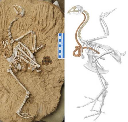 Vlevo fosilie bažanta Panraogallus hezhengensis (HMV 1876), vpravo kreslená rekonstrukce kostry s vyznačenou tracheou (Li Zhiheng a X. Guo).