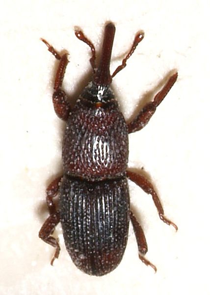 Pilous černý (Sitophilus granarius) z čeledi nosatcovitých (Curculionidae), foto Sarefo, CC-BY-SA-2.5 , via Wikimedia Commons.