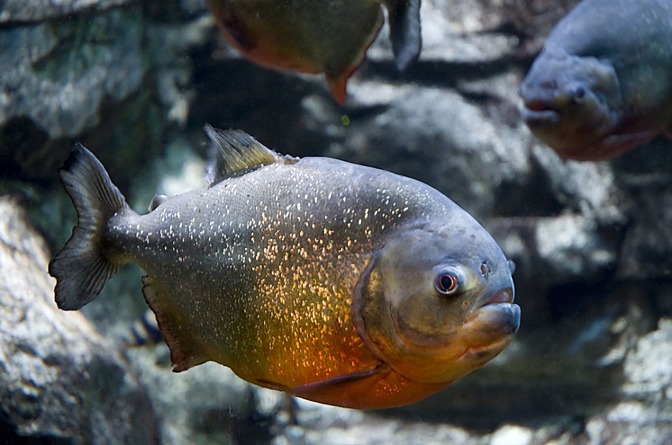 Piraňa obecná (Pygocentrus nattereri), angl.Red bellied Piranha, foto Gregory Moine from Niantic, USA, CC BY 2.0, https://creativecommons.org/licenses/by/2.0, via Wikimedia Commons.