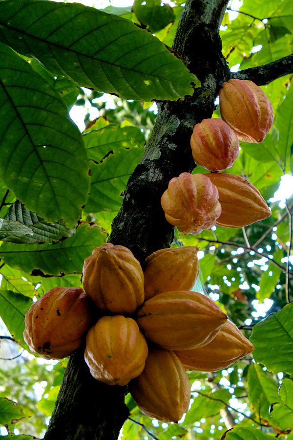 Plody kakaovníku Theobroma cacao foto Luisovalles, via Wikimedia Commons.