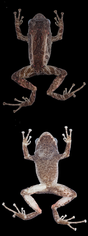 Změna povrchu těla žáby P.mutabilis, obr.Zoological Journal of the Linnean Society, DOI: 10.1111/zoj.12222
