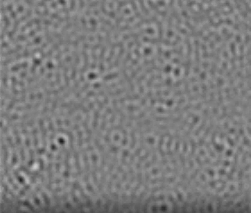 Snímek téměř kompletních virionů pořízený interferometrickou rozptylovou mikroskopií. Šířka obrázku je 9,8 mikrometru. obr.R.F.Garmann et al., PNAS, 2019, vol. 116 no. 43.