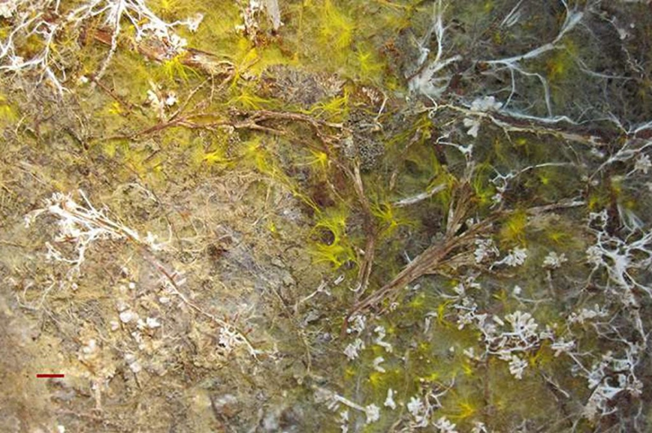 Bílá a žlutá vyznačují podhoubí dvou různých druhů hub a hnědá stromy. Snímek v nepravých barvách (foto Indiana University/NASA).