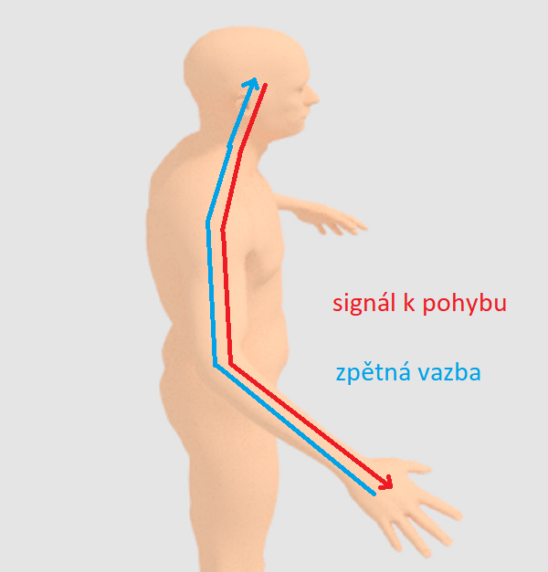 Schéma informačního toku při pohybu rukou.