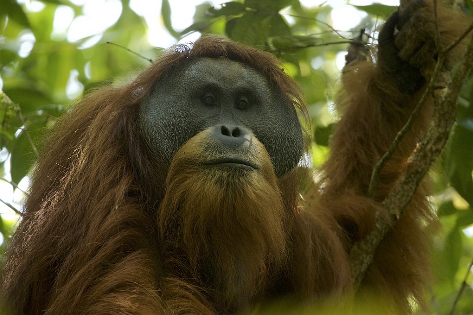 Orangutan tapanulijský, Pongo tapanuliensis (foto Tim Laman, CC BY 4.0, http://creativecommons.org/licenses/by/4.0, via Wikimedia Commons).