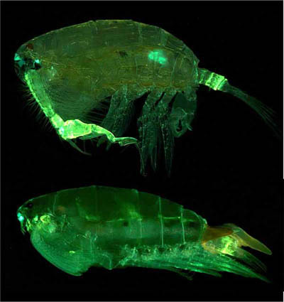 Klanonožec Pontella securifer v modrém světle zeleně fluoreskuje (foto Dr.Matz)