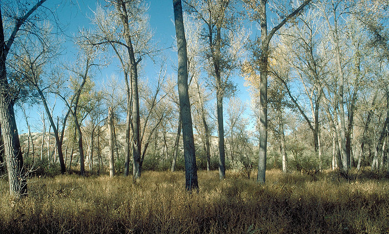 hájek topolů bavlníkových na břehu řeky Arkansas v Coloradu, foto Dave Powell, USDA Forest Service, Wikimedia Commons, CC BY 3.0 us
