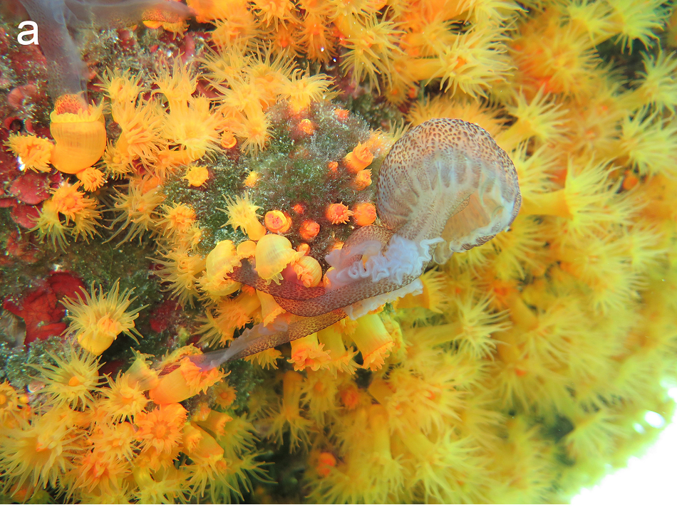 Mořský korál Astroides calycularis požírá medúzu talířovku svítivou (L.Musco et al., Protocooperation among small polyps allows the coral Astroides calycularis to prey on large jellyfish, Ecology, 30 July 2018, https://doi.org/10.1002/ecy.2413, CC BY 4.0, https://creativecommons.org/licenses/by/4.0/).