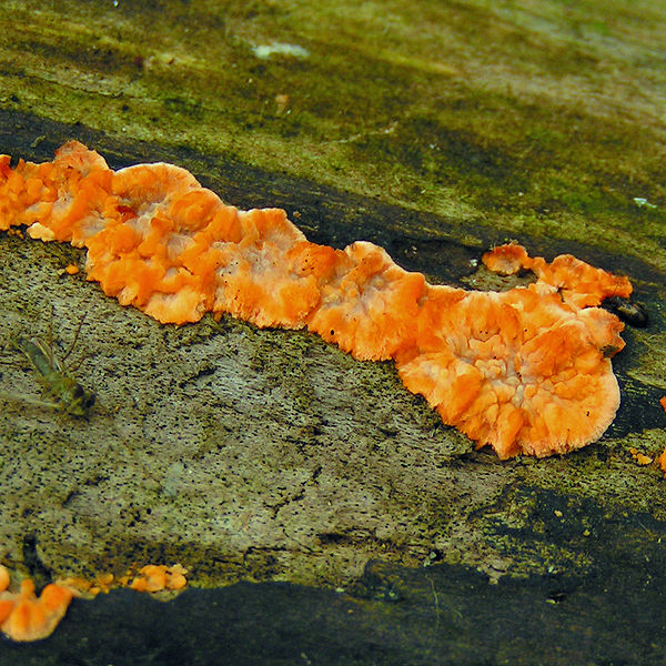Žilnatka oranžová (Phlebia radiata) z kanadského Ontaria, foto Wikimedia Commons, CC. Na délku měří houba asi 3 cm.
