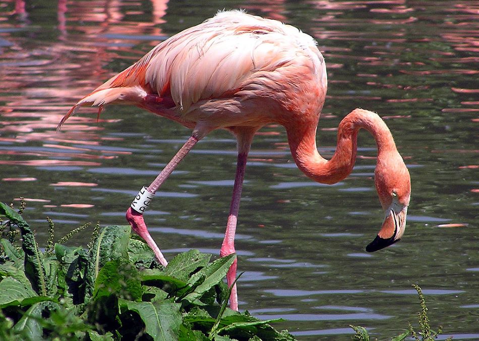 Plameňák růžový ve WWT Slimbridge Wetland Centre, foto Arpingstone/Public domain, https://commons.wikimedia.org/wiki/File:Caribbean_Flamingo.jpg.