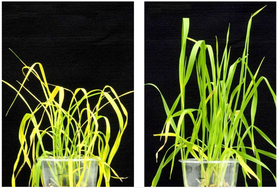 Vlevo pšenice za sucha bez postřiku opabactinem a vpravo při použití opabactinového postřiku, foto A.S.Vaidya et al., Science  25 Oct 2019: Vol. 366, Issue 6464, eaaw8848.